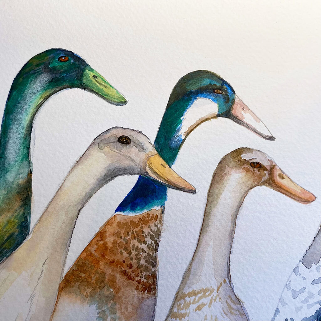 A Paddle of Ducks original watercolour bird painting by Helen Trevisiol Duff